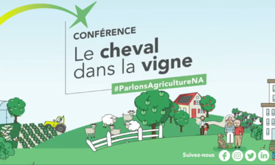 Conférence le cheval dans la vigne